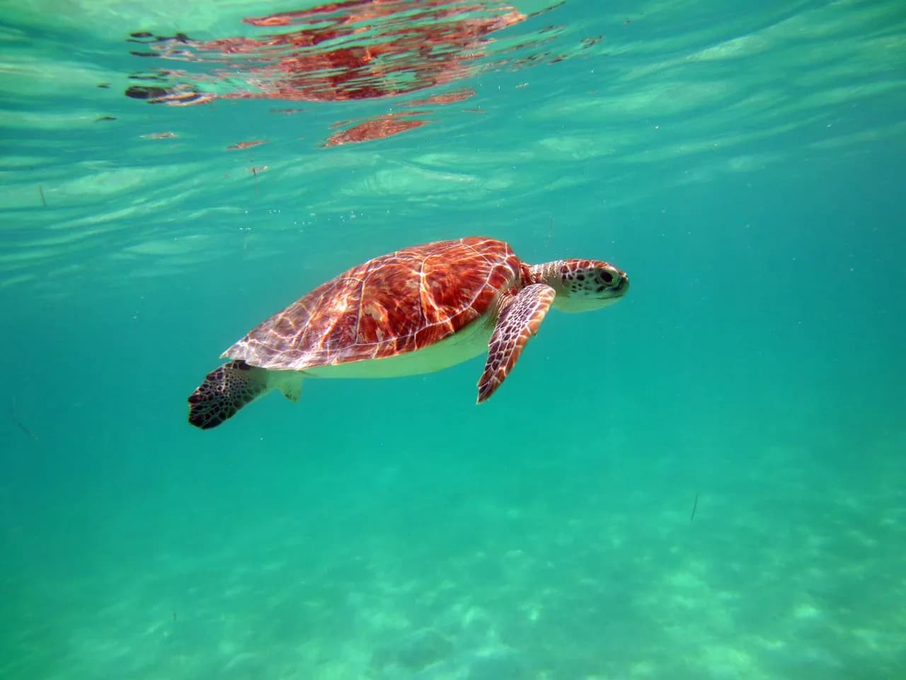 Una tortuga marina verde alimentándose en los pastos marinos del agua clara y poco profunda de la Bahía de Akumal, México