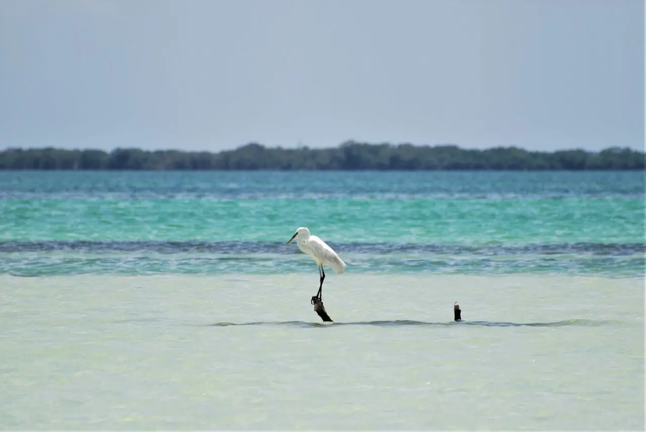 Pelícanos pardos y fragatas posados en la orilla de manglar de Isla Contoy, México