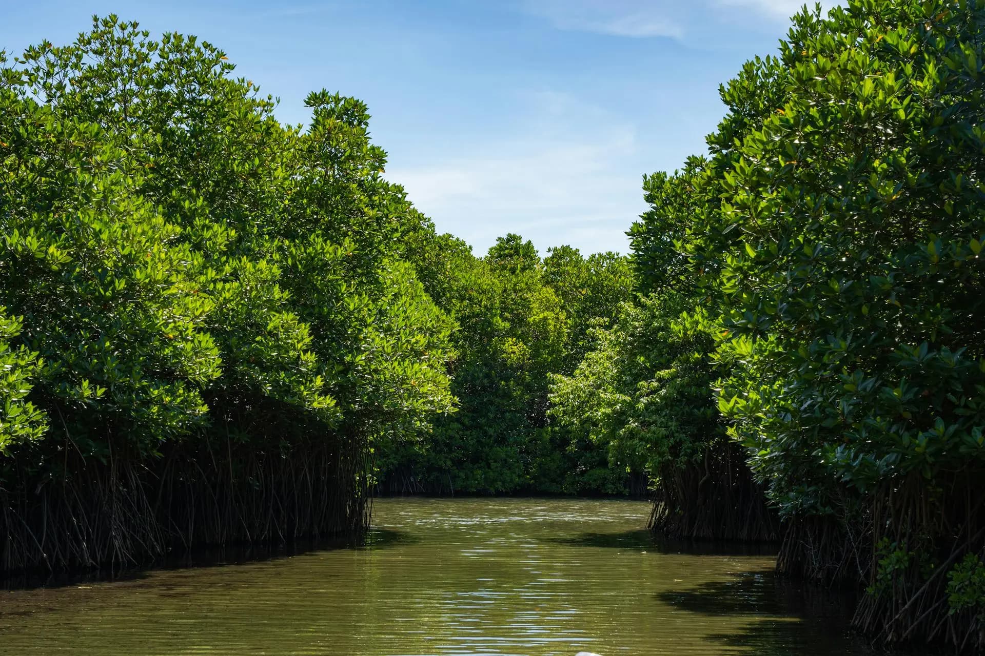 Kayakers paddling through a narrow mangrove channel on Isla Holbox at sunrise