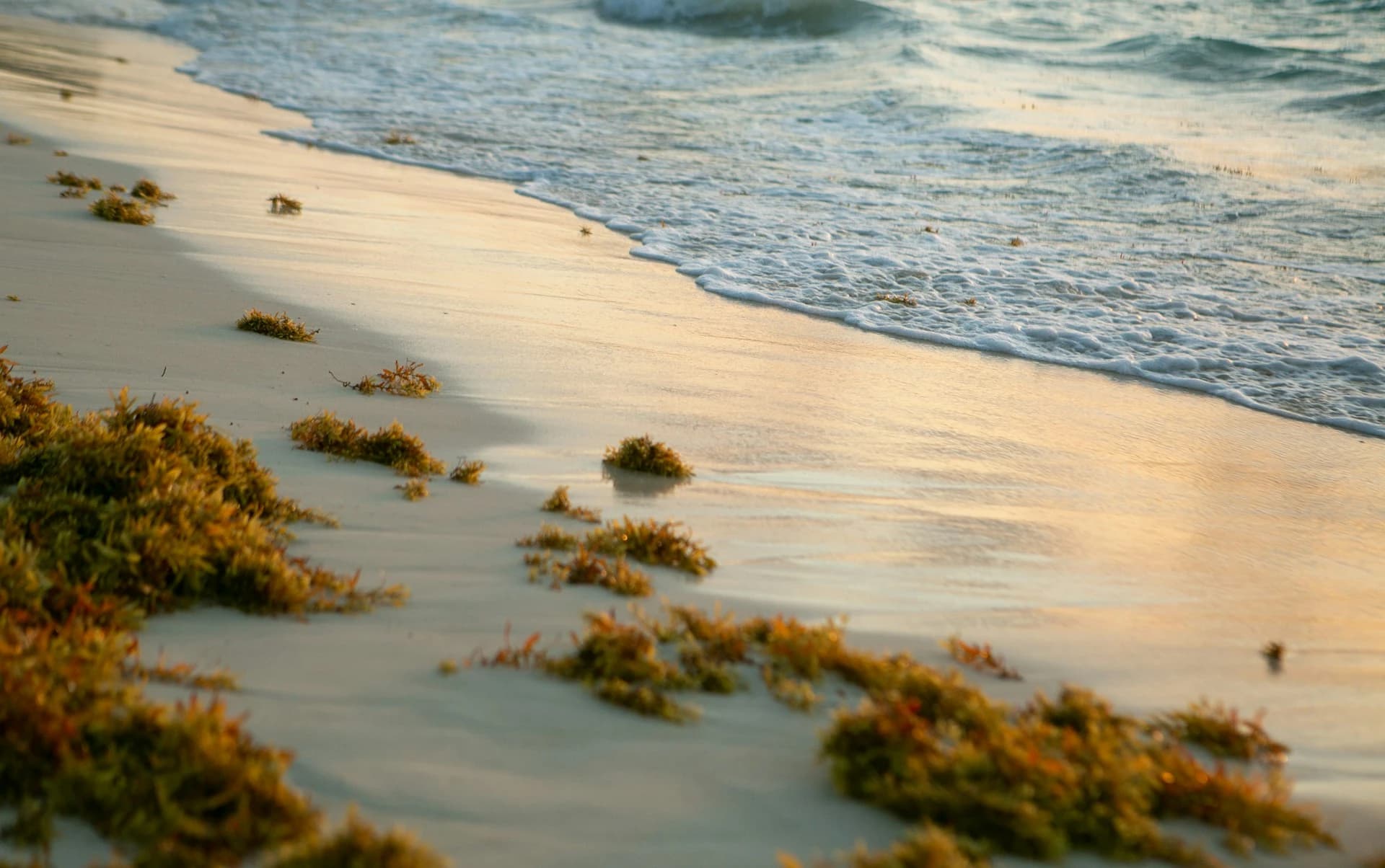 Sargazo a lo largo de la playa en Playa del Carmen, Riviera Maya, México