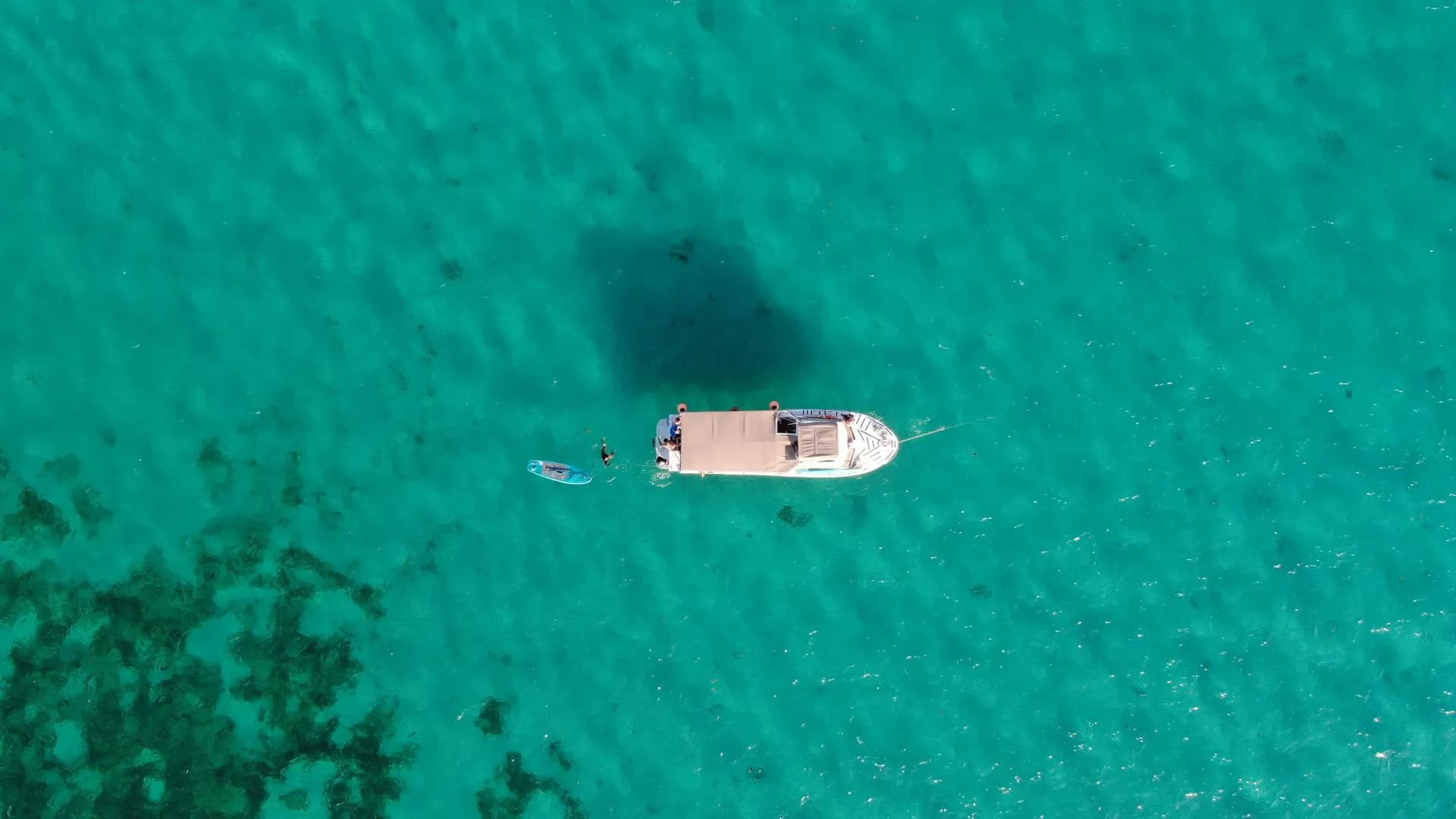 A whale shark feeding near the surface off the Riviera Maya in June, with snorkelers in warm blue water