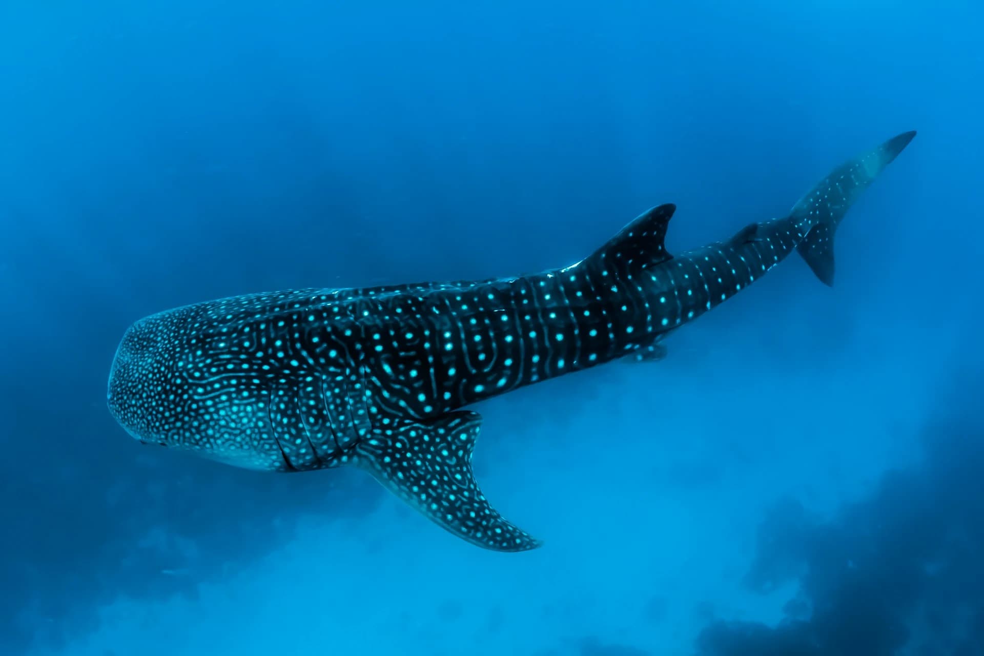 Snorkeler swimming alongside a whale shark in turquoise water near Isla Holbox, Mexico