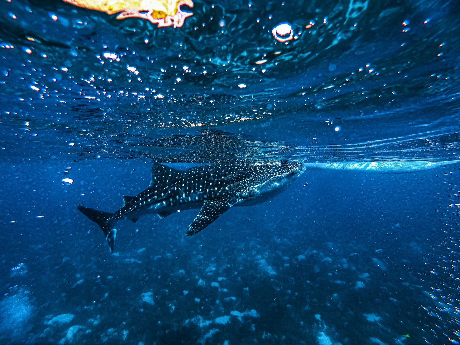 Buzo haciendo snorkel junto a un tiburón ballena en el océano abierto frente a Cancún, México