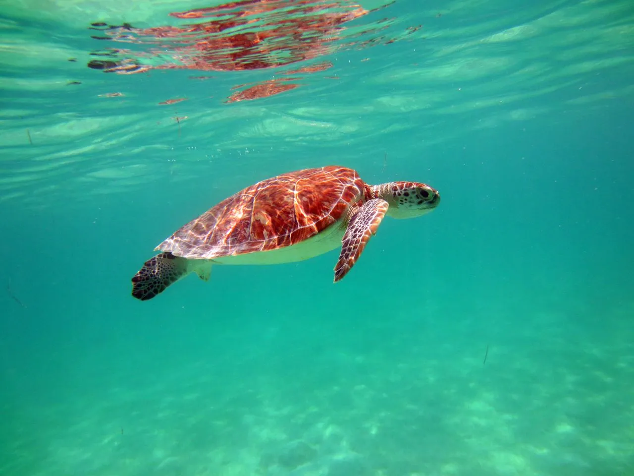 Sea turtle swimming underwater in the clear turquoise waters of Akumal, Mexico