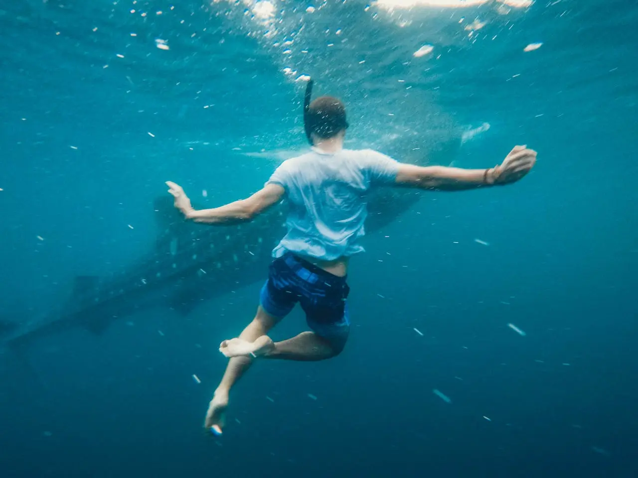 Snorkeler swimming alongside a whale shark in open blue water off Isla Mujeres, Mexico